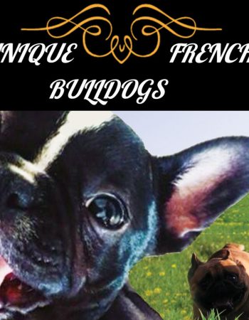 Unique French Bulldogs