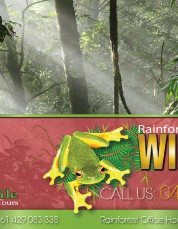 Wait-A-While Rainforest Tours
