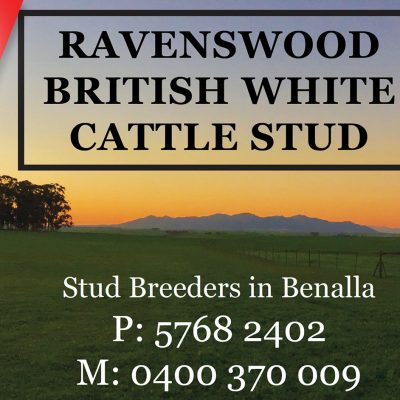 Ravens Wood British White Cattle Stud