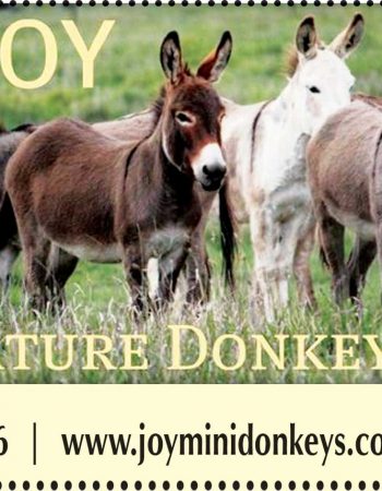 Joy Miniature Donkey